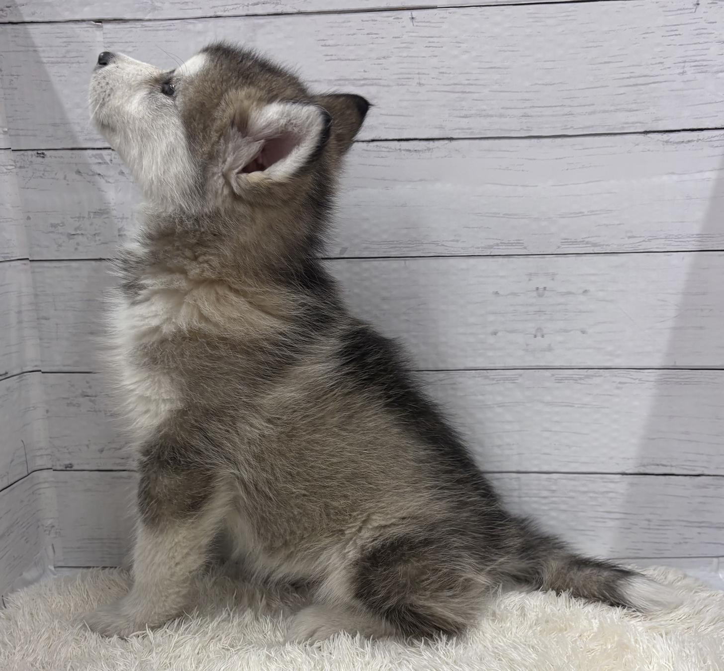 千葉県のアラスカンマラミュート (ペッツワン佐倉店/2026年1月17日生まれ/女の子/シルバーホワイト)の子犬の4枚目の画像