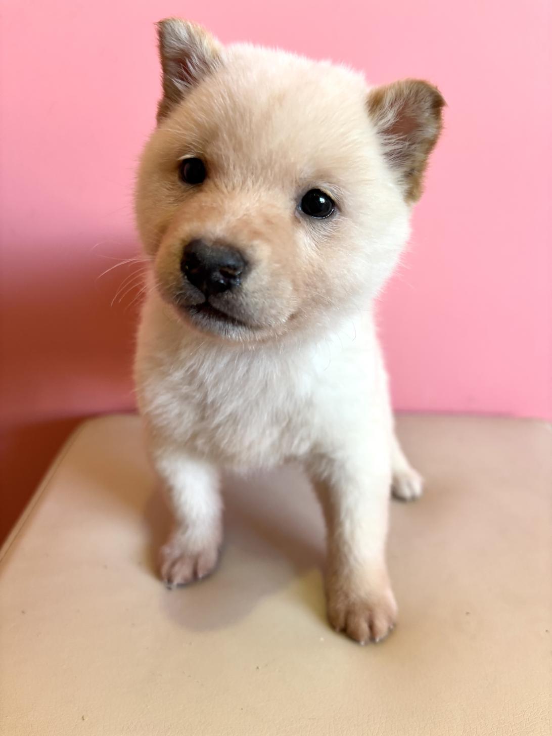 埼玉県の柴犬(標準サイズ) (ペッツスマイル南中野店/2025年12月13日生まれ/男の子/白)の子犬の1枚目の画像