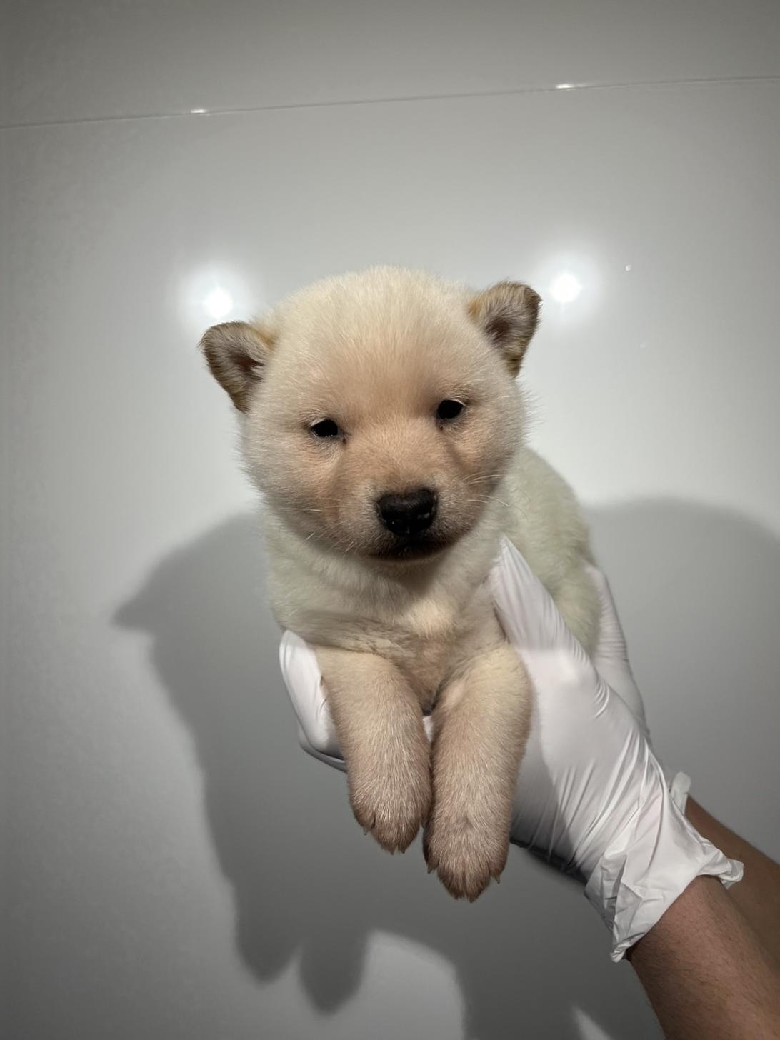 埼玉県の柴犬(標準サイズ) (ペッツスマイル南中野店/2025年12月13日生まれ/男の子/白)の子犬の1枚目の画像