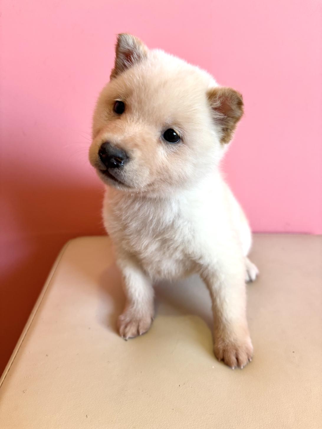 埼玉県の柴犬(標準サイズ) (ペッツスマイル南中野店/2025年12月13日生まれ/男の子/白)の子犬の2枚目の画像