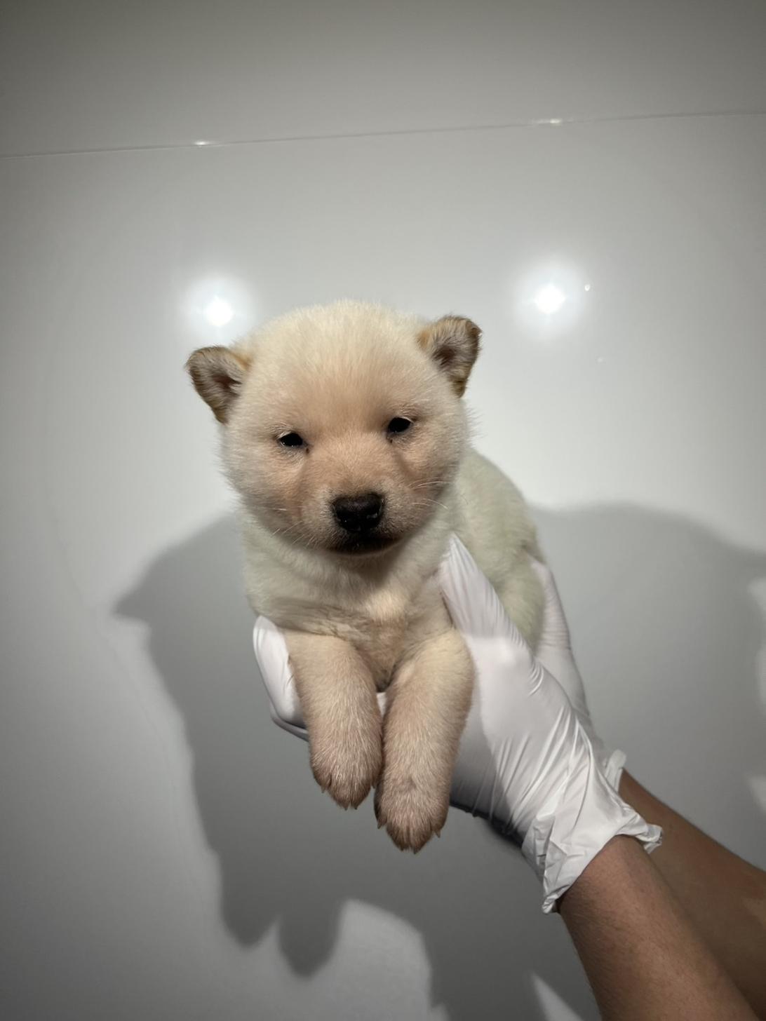 埼玉県の柴犬(標準サイズ) (ペッツスマイル南中野店/2025年12月13日生まれ/男の子/白)の子犬の2枚目の画像