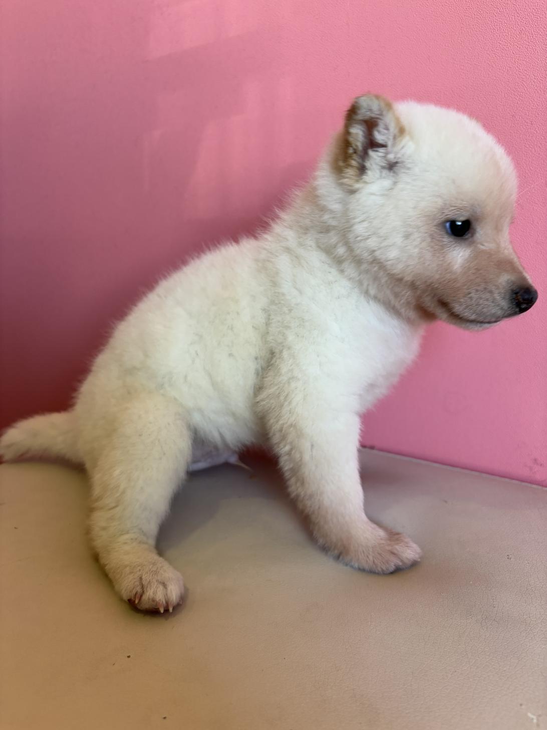 埼玉県の柴犬(標準サイズ) (ペッツスマイル南中野店/2025年12月13日生まれ/男の子/白)の子犬の3枚目の画像