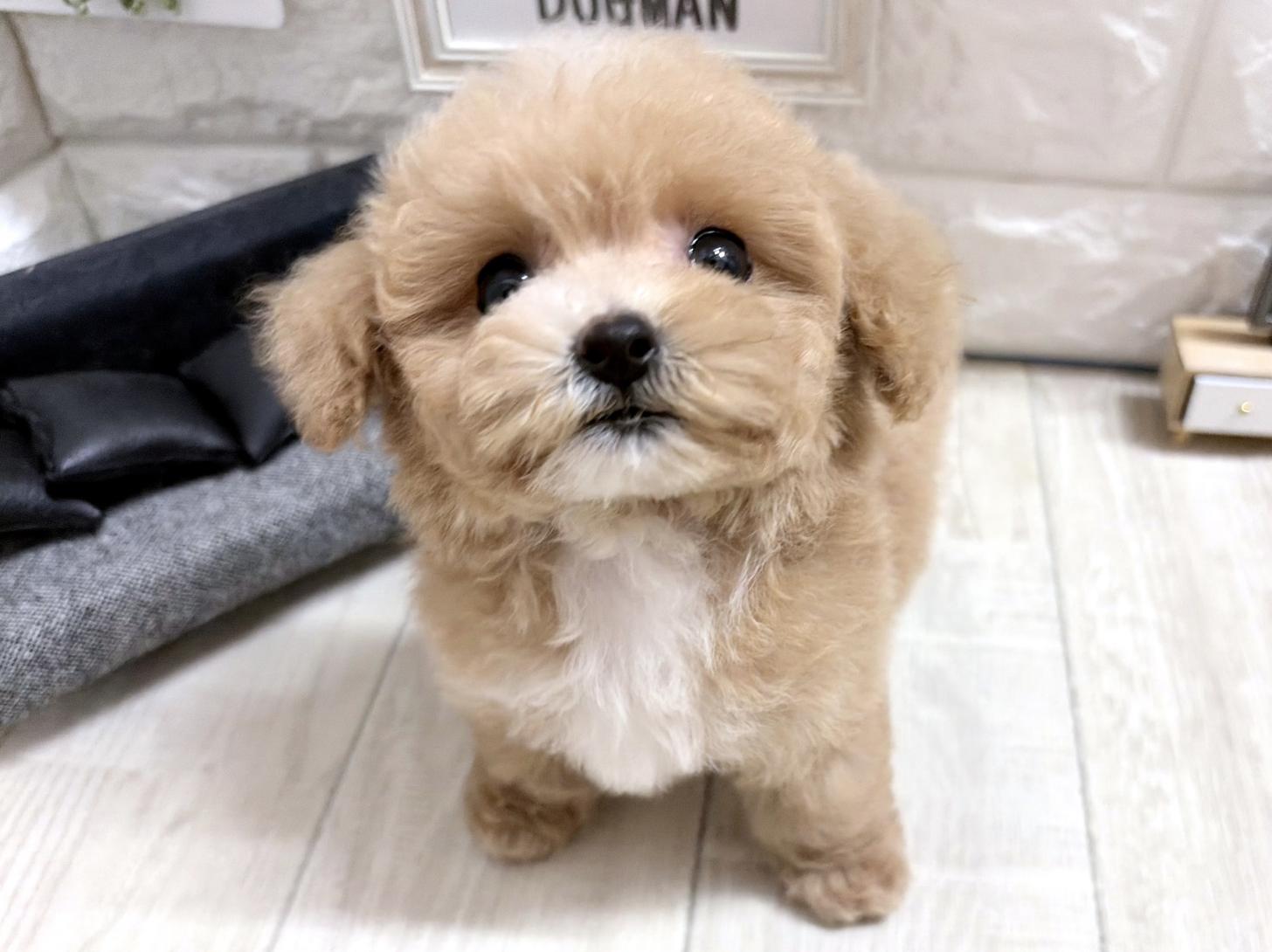大阪府のビションプー(ビションフリーゼ×プードル) (DOGMAN平野瓜破店/2026年8月21日生まれ/女の子/クリームホワイト)の子犬の2枚目の画像