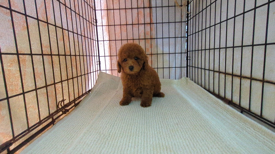茨城県のトイプードル(トイ) (ペットショップスズキ/2026年5月12日生まれ/男の子/レッド)の子犬