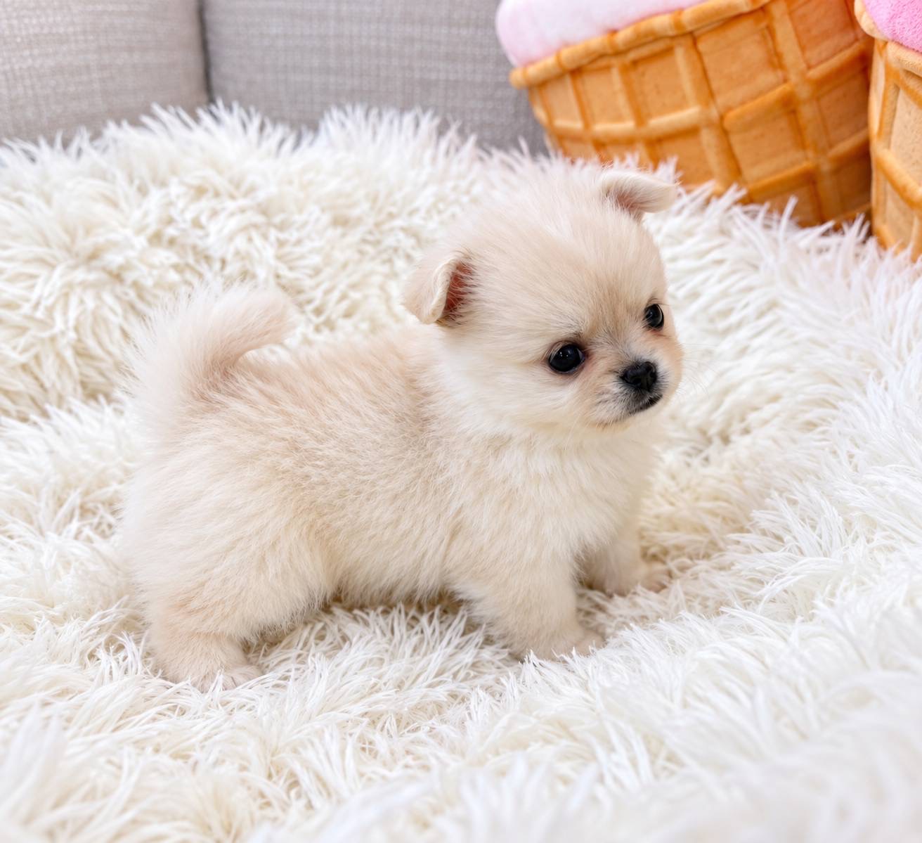 北海道のポメチワ/チワポメ/ポメチー(ポメラニアン×チワワ) (PETSHOP&SALON PU-PU-PU-/2026年8月18日生まれ/男の子/クリーム)の子犬の2枚目の画像