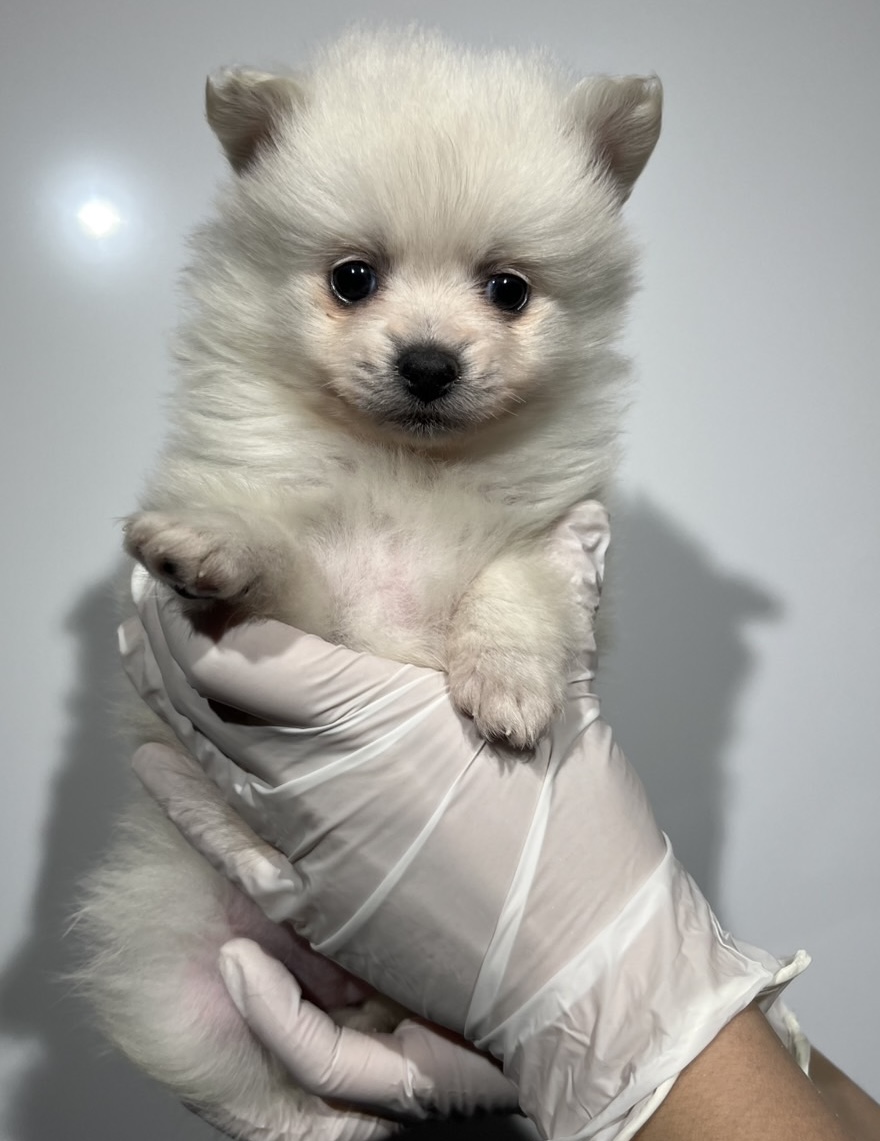 埼玉県のポメラニアン (ペッツスマイル南中野店/2025年11月29日生まれ/女の子/クリーム)の子犬の1枚目の画像