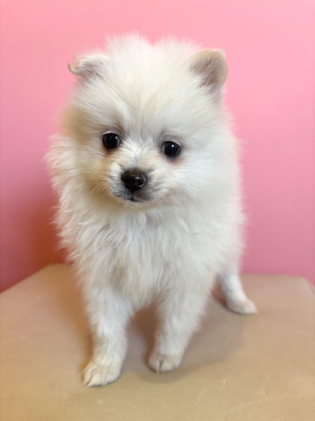 埼玉県のポメラニアン (ペッツスマイル南中野店/2025年11月29日生まれ/女の子/クリーム)の子犬の1枚目の画像