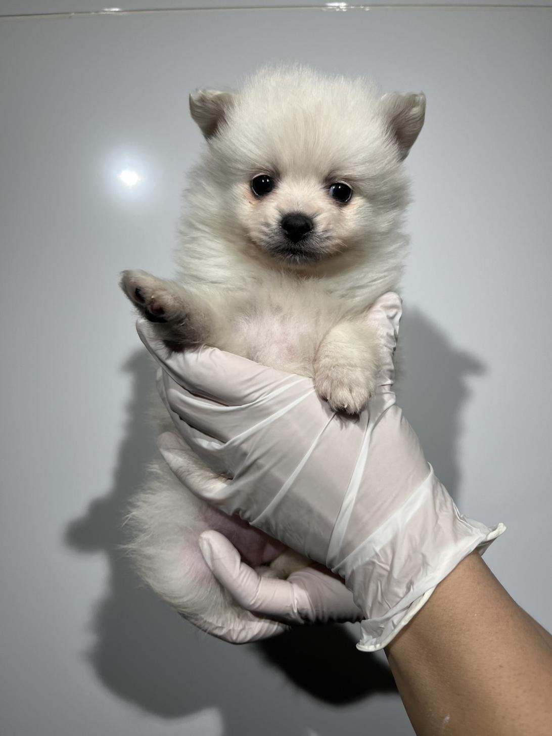 埼玉県のポメラニアン (ペッツスマイル南中野店/2025年11月29日生まれ/女の子/クリーム)の子犬の2枚目の画像