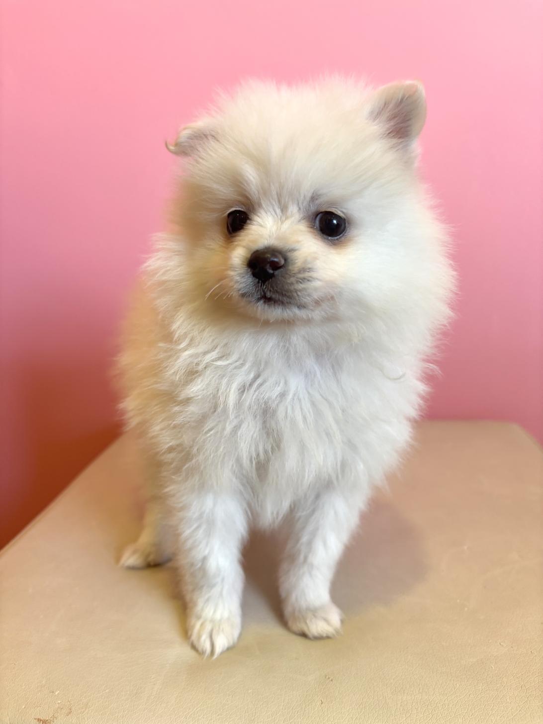 埼玉県のポメラニアン (ペッツスマイル南中野店/2025年11月29日生まれ/女の子/クリーム)の子犬の2枚目の画像