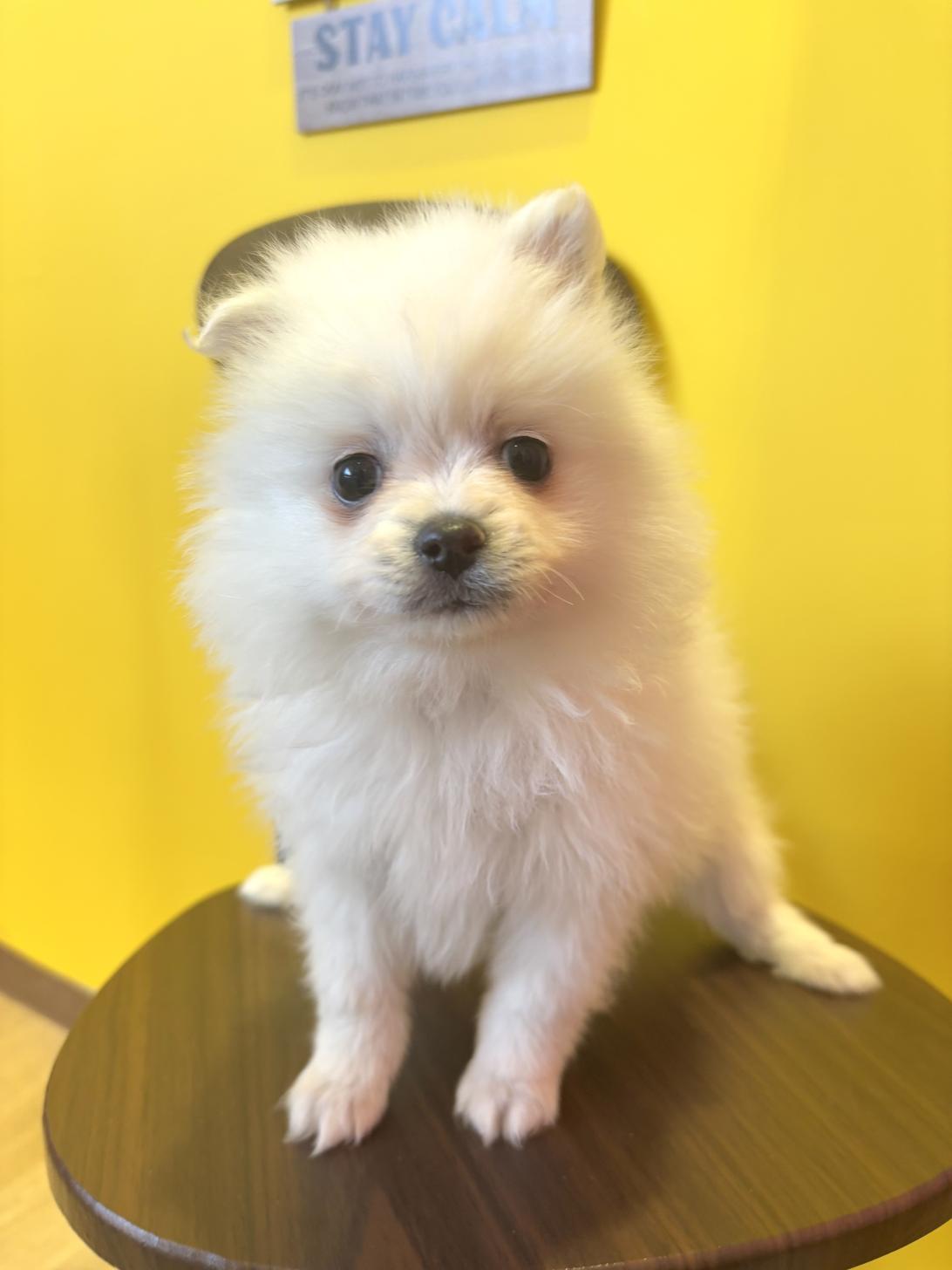 埼玉県のポメラニアン (ペッツスマイル南中野店/2025年11月29日生まれ/女の子/クリーム)の子犬の3枚目の画像