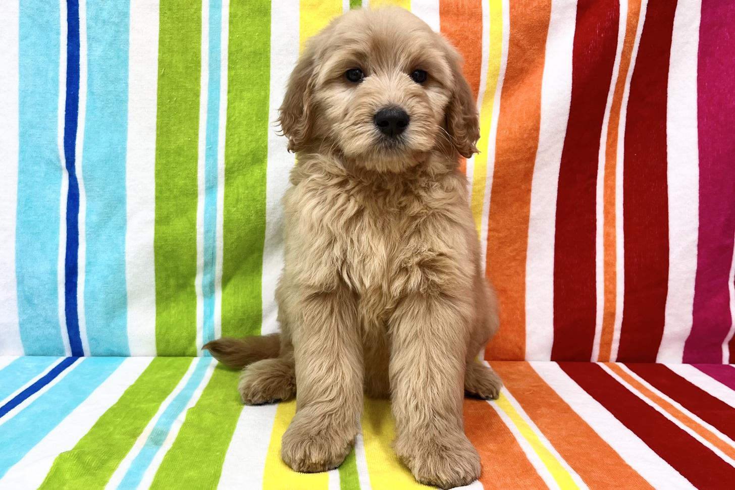 愛知県のゴールデンドゥードゥル(ゴールデン×プードル) (ハピースペット一宮三条アミーゴ店/2026年2月25日生まれ/女の子/その他色)の子犬の1枚目の画像