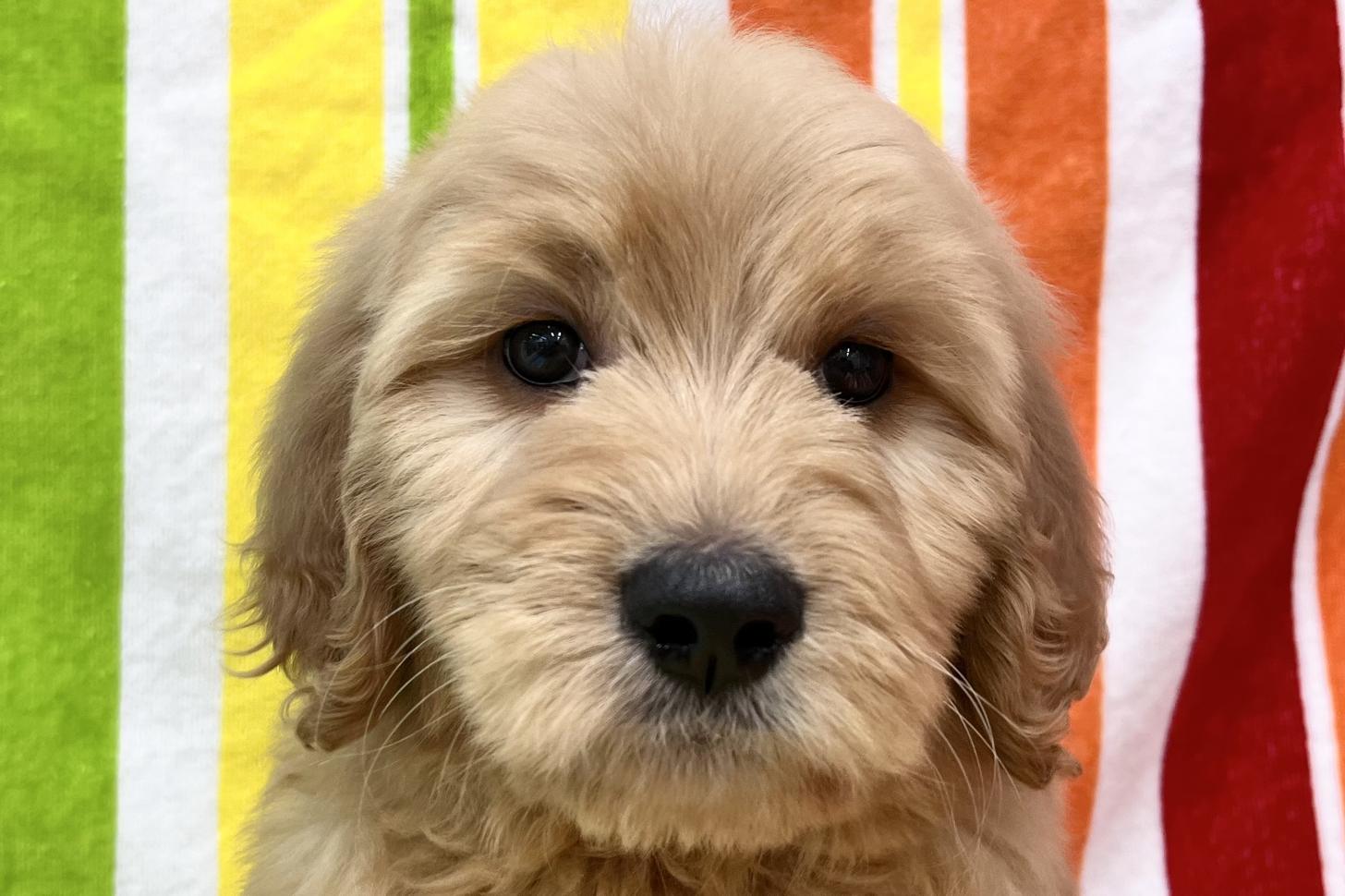 愛知県のゴールデンドゥードゥル(ゴールデン×プードル) (ハピースペット一宮三条アミーゴ店/2026年2月25日生まれ/女の子/その他色)の子犬の2枚目の画像