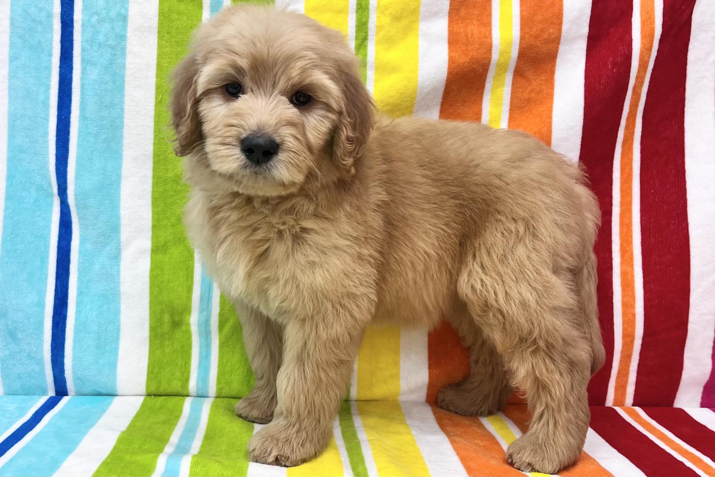 愛知県のゴールデンドゥードゥル(ゴールデン×プードル) (ハピースペット一宮三条アミーゴ店/2026年2月25日生まれ/女の子/その他色)の子犬の3枚目の画像