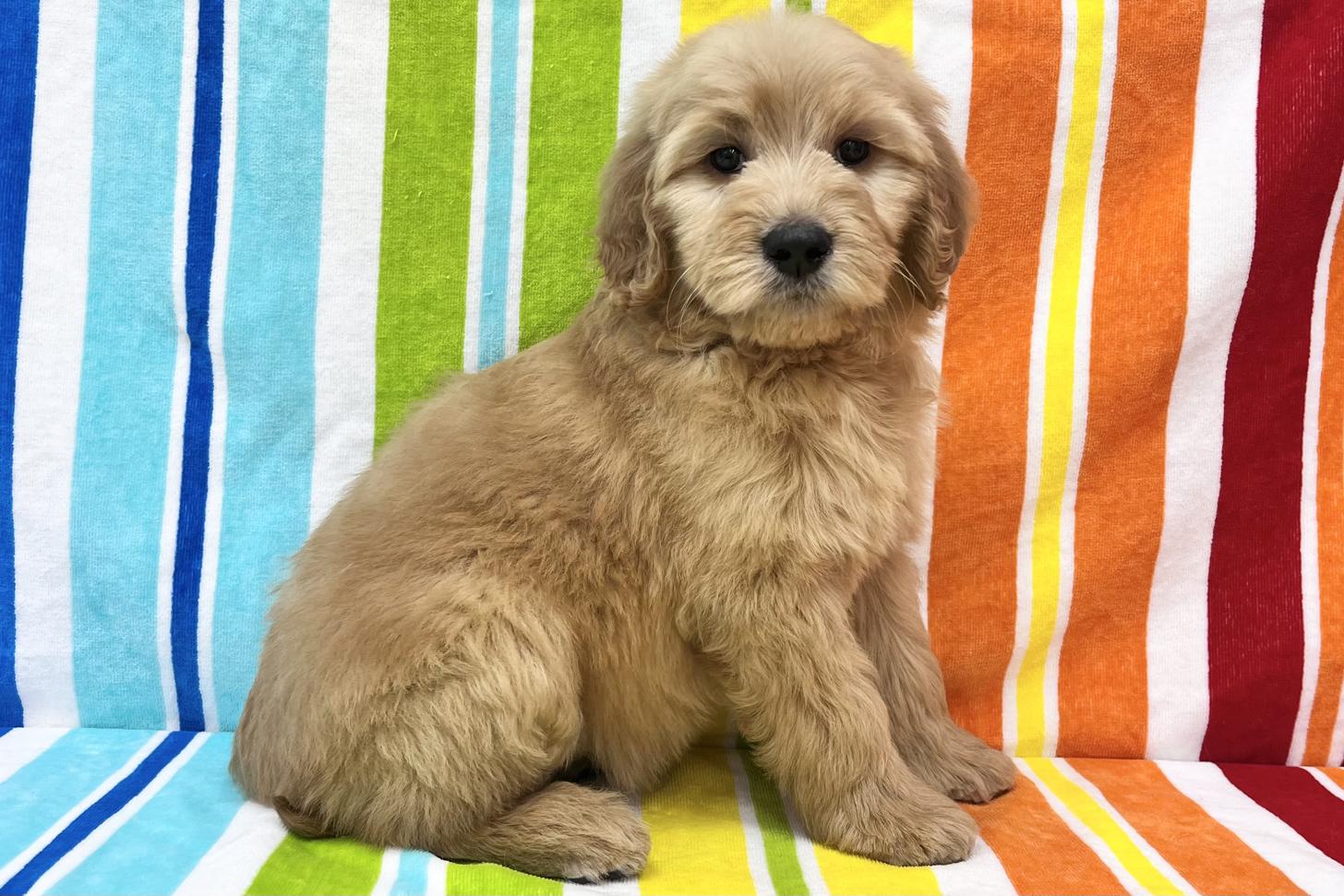 愛知県のゴールデンドゥードゥル(ゴールデン×プードル) (ハピースペット一宮三条アミーゴ店/2026年2月25日生まれ/女の子/その他色)の子犬の4枚目の画像