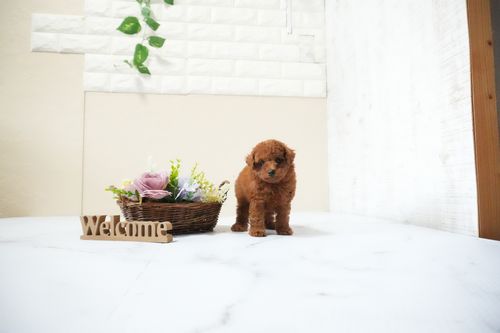 滋賀県のトイプードル(タイニー) (いっぷく湖南店/2025年11月15日生まれ/男の子/レッドフォーン)の子犬の1枚目の画像