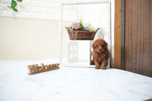 滋賀県のトイプードル(タイニー) (いっぷく湖南店/2025年11月15日生まれ/男の子/レッドフォーン)の子犬の2枚目の画像