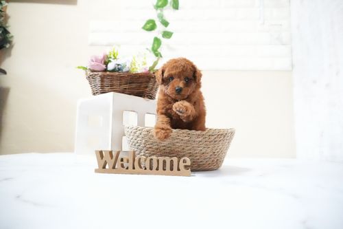 滋賀県のトイプードル(タイニー) (いっぷく湖南店/2025年11月15日生まれ/男の子/レッドフォーン)の子犬の4枚目の画像