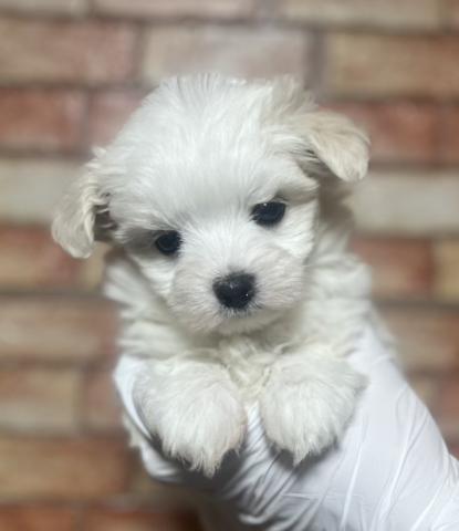 埼玉県のマルチーズ (ペッツスマイル加須インター店/2025年3月14日生まれ/男の子/ホワイト)の子犬