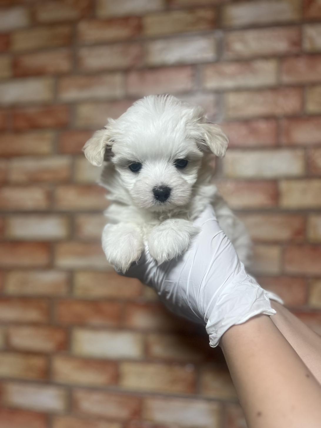 埼玉県のマルチーズ (ペッツスマイル加須インター店/2025年3月14日生まれ/男の子/ホワイト)の子犬