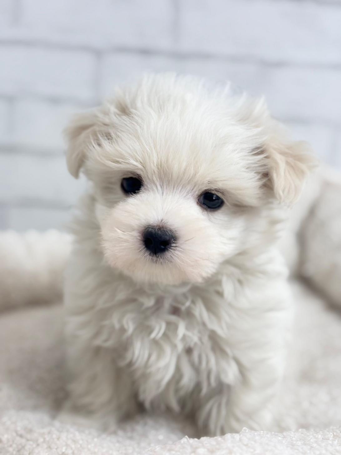埼玉県のマルチーズ (ペッツスマイル加須インター店/2025年3月14日生まれ/男の子/ホワイト)の子犬