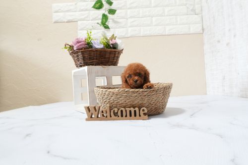 滋賀県のトイプードル(タイニー) (いっぷく湖南店/2025年9月30日生まれ/女の子/レッドフォーン)の子犬の1枚目の画像