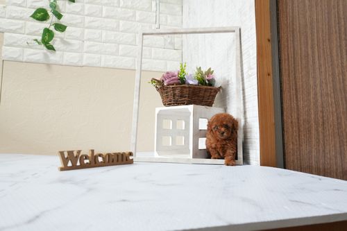 滋賀県のトイプードル(タイニー) (いっぷく湖南店/2025年9月30日生まれ/女の子/レッドフォーン)の子犬の2枚目の画像