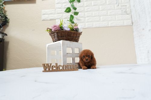 滋賀県のトイプードル(タイニー) (いっぷく湖南店/2025年9月30日生まれ/女の子/レッドフォーン)の子犬の3枚目の画像