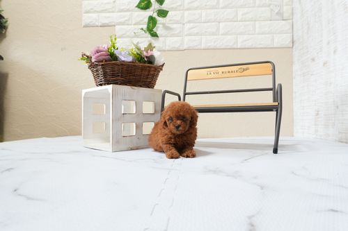 滋賀県のトイプードル(タイニー) (いっぷく湖南店/2025年9月30日生まれ/女の子/レッドフォーン)の子犬の4枚目の画像