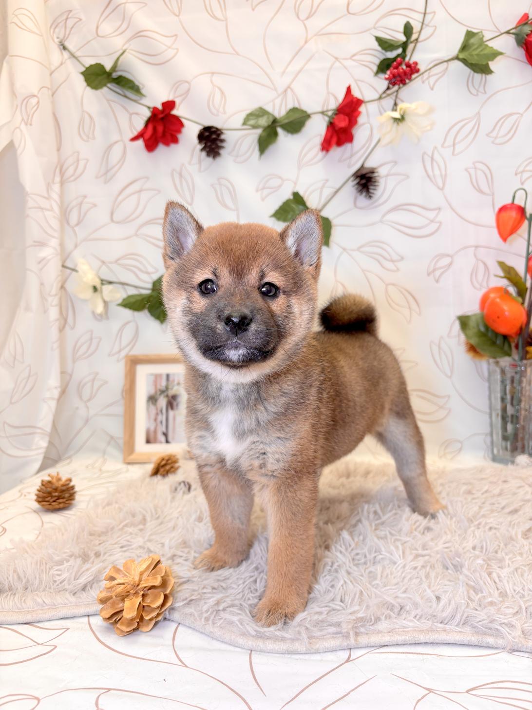 北海道の柴犬(標準サイズ) (ラブワンコ平岸店/2025年9月12日生まれ/女の子/レット)の子犬