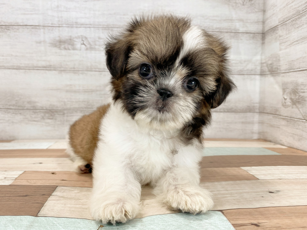 新潟県のシーズー (竹内ペット 新津本店/2026年5月14日生まれ/女の子/ホワイトゴールド)の子犬の4枚目の画像