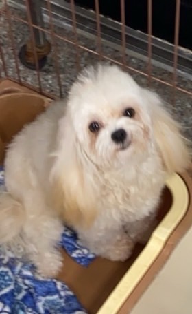 滋賀県のマルプー(マルチーズ×プードル) (ナカニシケンネル/2024年12月1日生まれ/女の子/アプリコット)の子犬の3枚目の画像