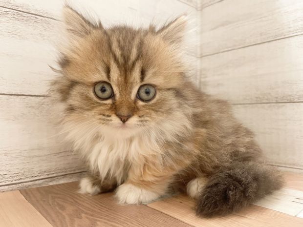 新潟県のマンチカン (竹内ペット 新津本店/2025年11月8日生まれ/女の子/ブラウンタビーホワイト)の子猫の1枚目の画像