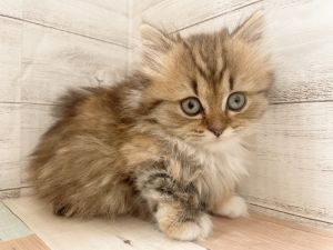 新潟県のマンチカン (竹内ペット 新津本店/2025年11月8日生まれ/女の子/ブラウンタビーホワイト)の子猫の2枚目の画像