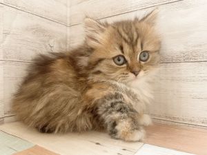 新潟県のマンチカン (竹内ペット 新津本店/2025年11月8日生まれ/女の子/ブラウンタビーホワイト)の子猫の3枚目の画像