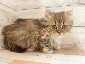 新潟県のマンチカン (竹内ペット 新津本店/2025年11月8日生まれ/女の子/ブラウンタビーホワイト)の子猫の4枚目の画像