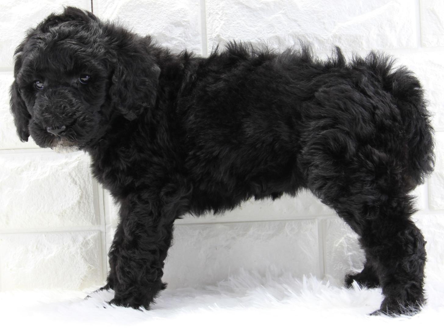 愛知県のスタンダードプードル (猫福家 名古屋南店/2026年2月14日生まれ/女の子/ブラック)の子犬の1枚目の画像