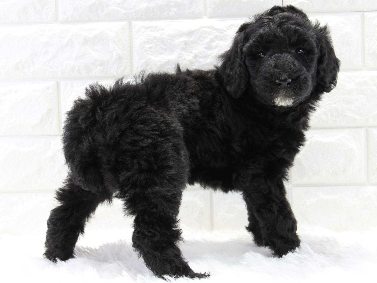 愛知県のスタンダードプードル (猫福家 名古屋南店/2026年2月14日生まれ/女の子/ブラック)の子犬の2枚目の画像