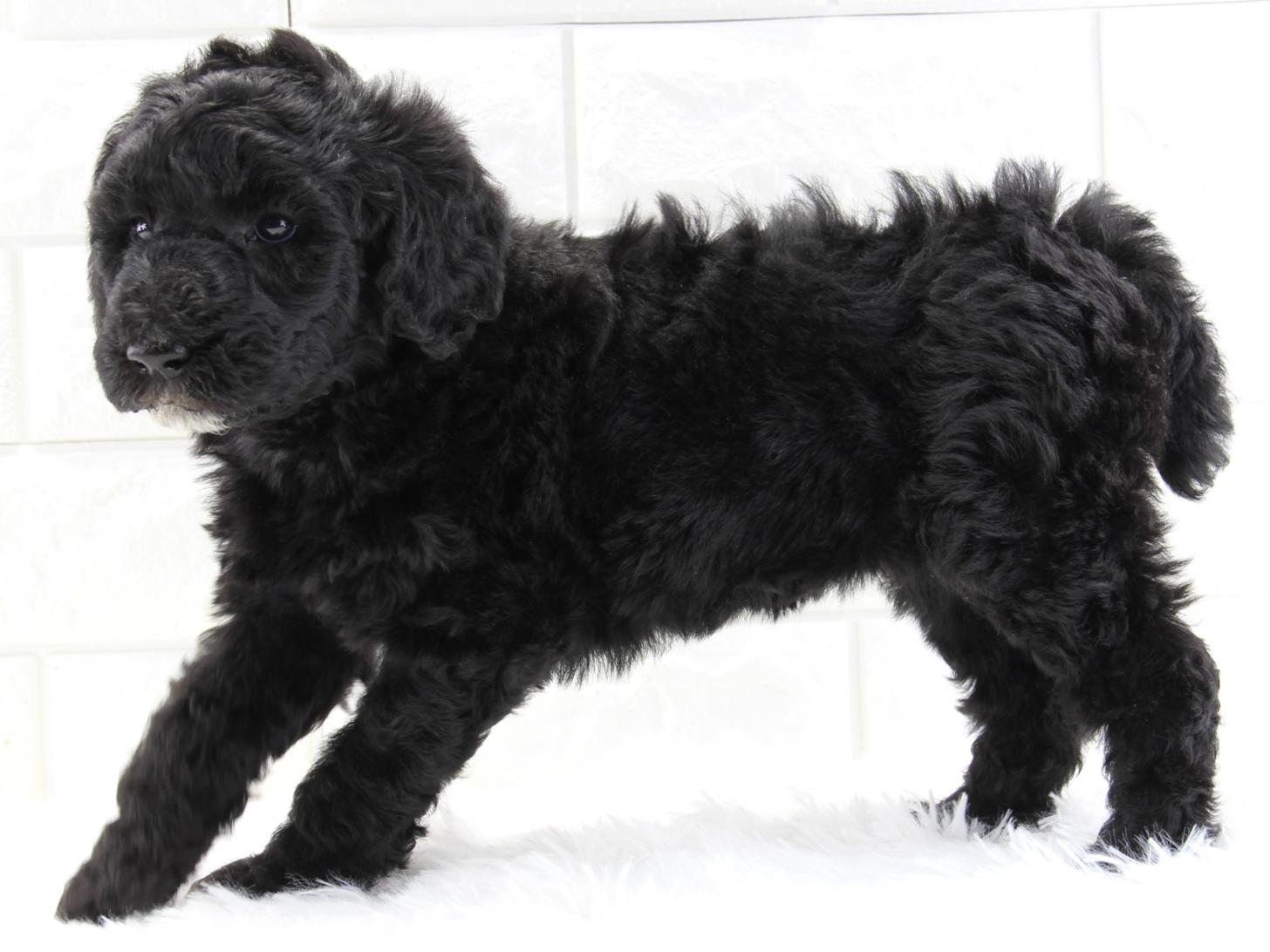 愛知県のスタンダードプードル (猫福家 名古屋南店/2026年2月14日生まれ/女の子/ブラック)の子犬の3枚目の画像