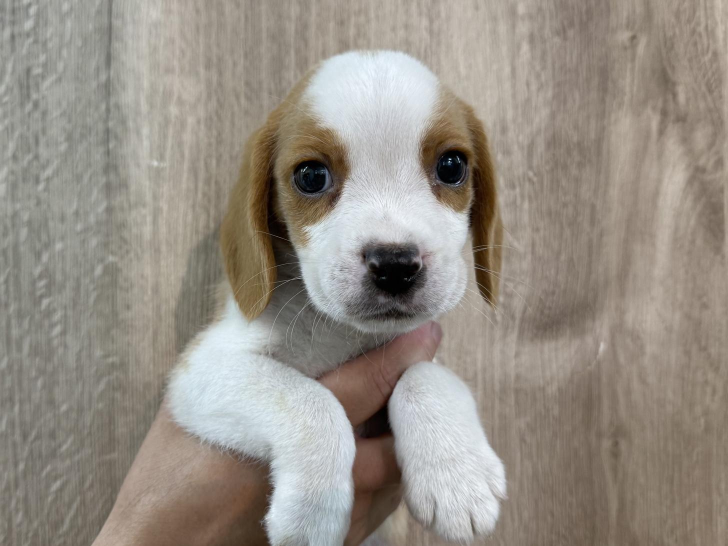 東京都のビーグル (ディスワン狛江店/2025年3月11日生まれ/男の子/レモンホワイト)の子犬