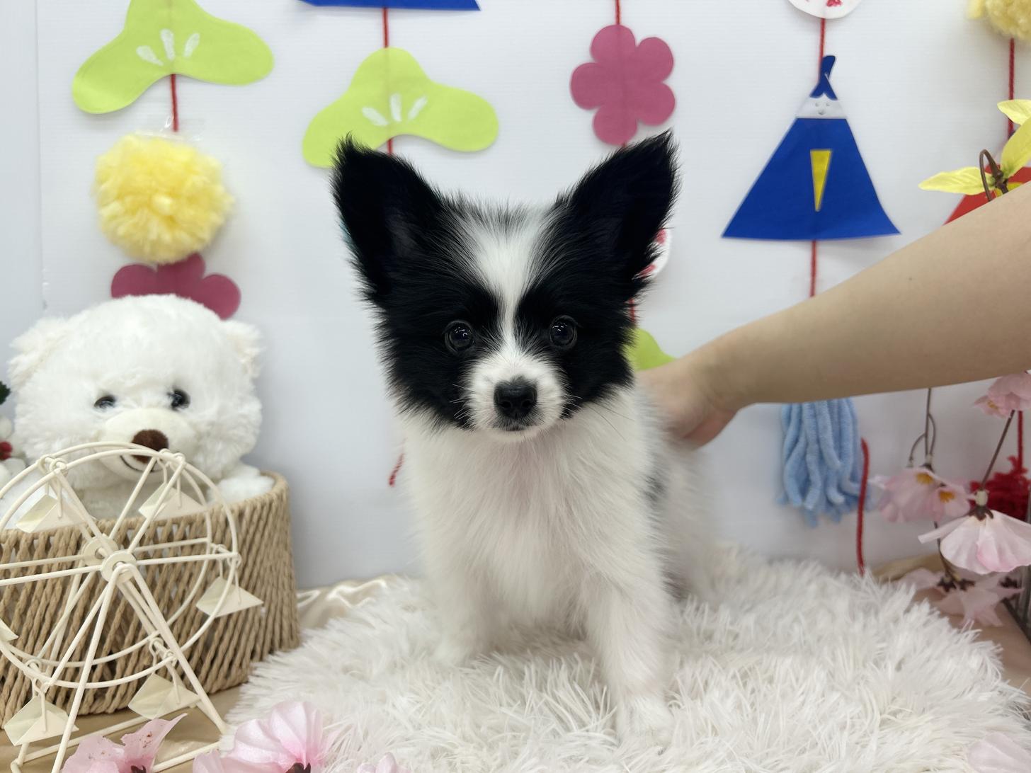 北海道のパピヨン (ラブワンコ カインズ大曲店/2026年1月24日生まれ/男の子/ホワイトブラック)の子犬