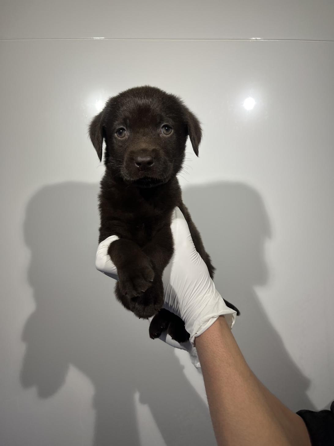 埼玉県のラブラドールレトリーバー (ペッツスマイル加須インター店/2026年1月2日生まれ/男の子/チョコレート)の子犬