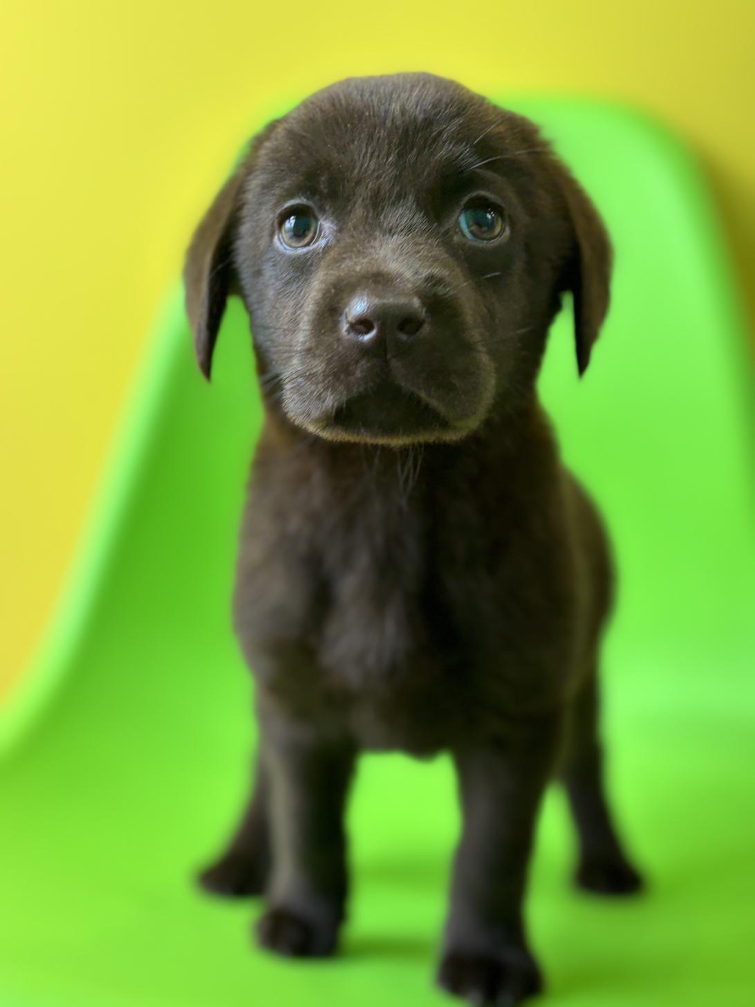 埼玉県のラブラドールレトリーバー (ペッツスマイル加須インター店/2026年1月2日生まれ/男の子/チョコレート)の子犬の1枚目の画像