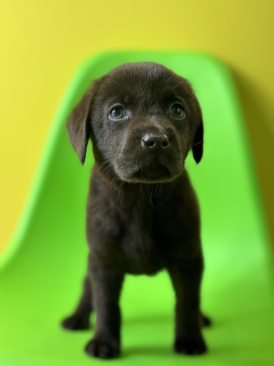 埼玉県のラブラドールレトリーバー (ペッツスマイル加須インター店/2026年1月2日生まれ/男の子/チョコレート)の子犬の2枚目の画像