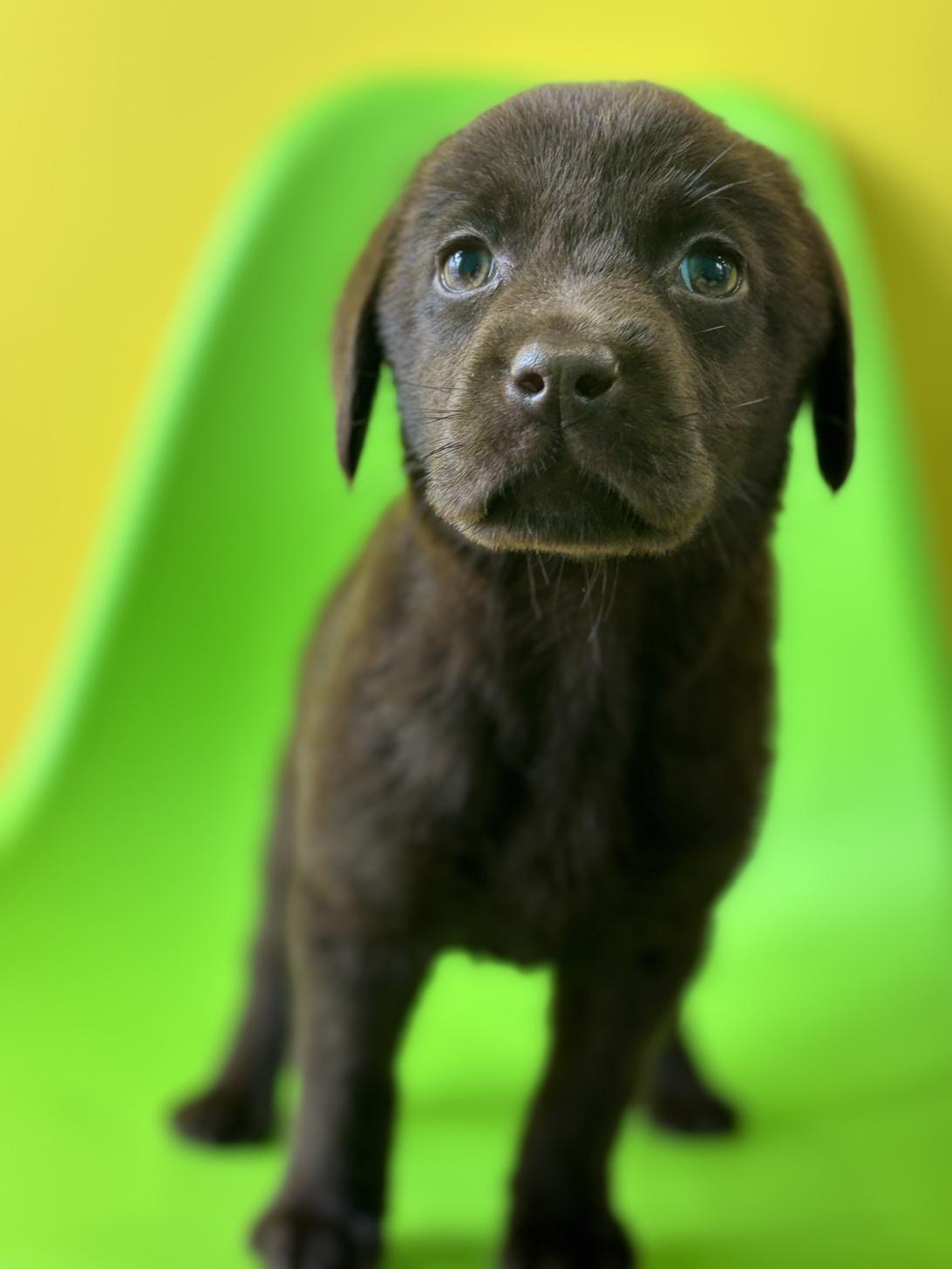 埼玉県のラブラドールレトリーバー (ペッツスマイル加須インター店/2026年1月2日生まれ/男の子/チョコレート)の子犬の3枚目の画像