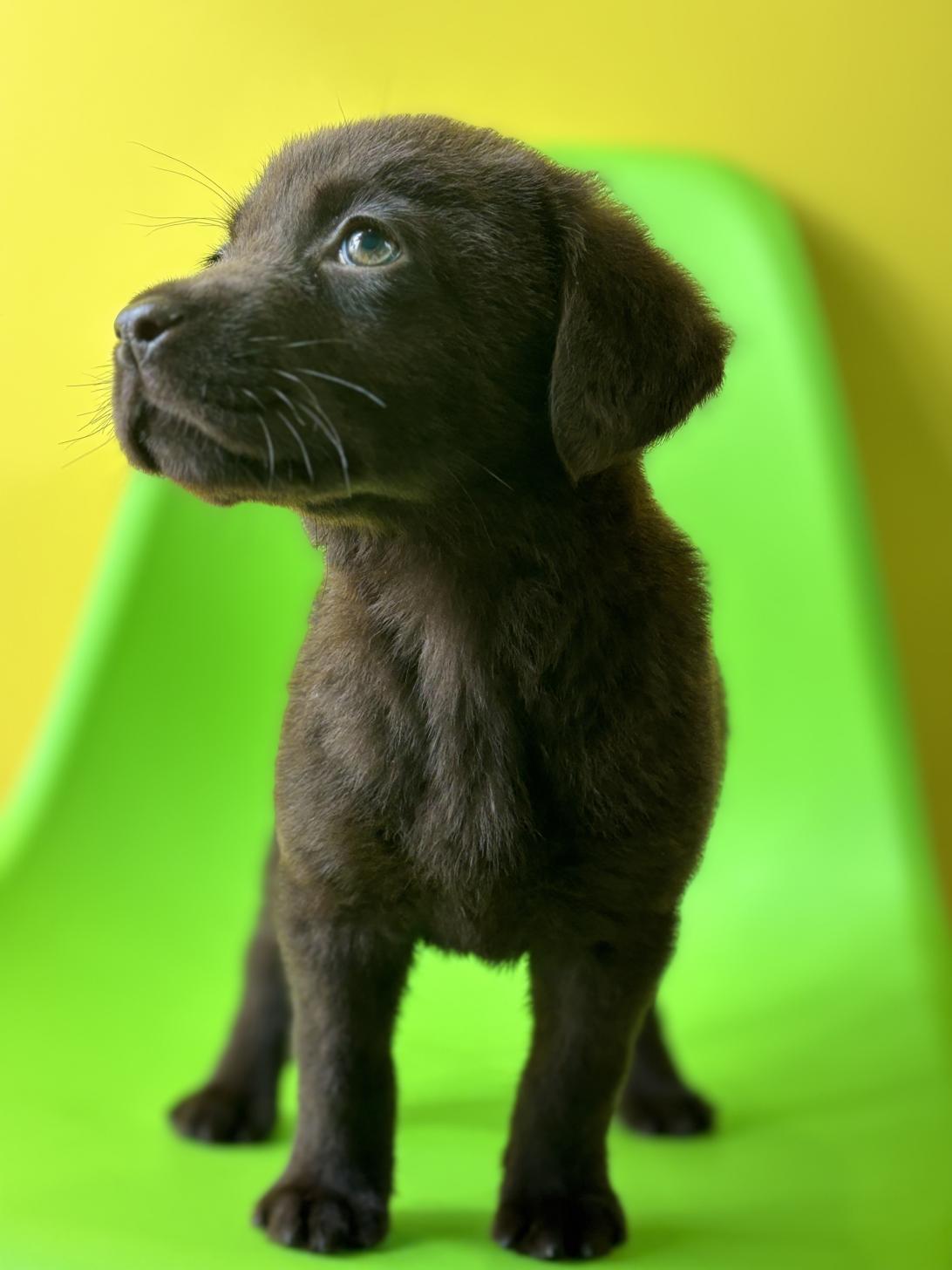 埼玉県のラブラドールレトリーバー (ペッツスマイル加須インター店/2026年1月2日生まれ/男の子/チョコレート)の子犬の4枚目の画像