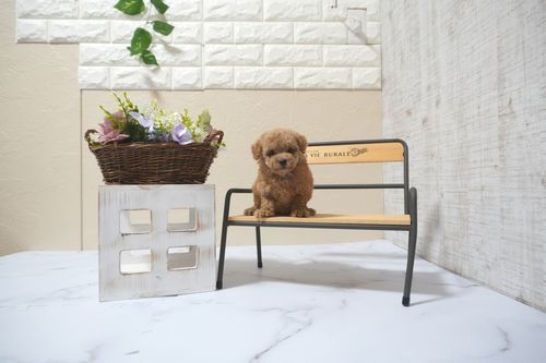 滋賀県のトイプードル(トイ) (いっぷく湖南店/2025年5月15日生まれ/男の子/レッドフォーン)の子犬の2枚目の画像