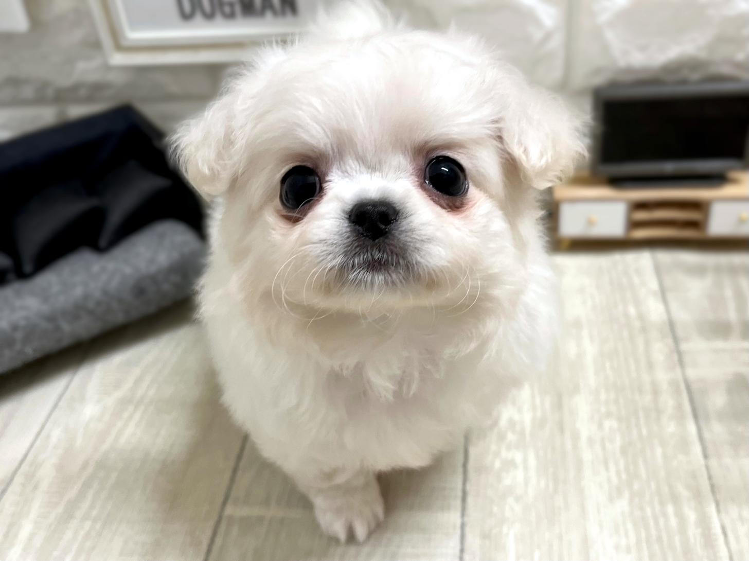 大阪府のチワペキ/ペキチー/ペキチワ(チワワ×ペキニーズ) (DOGMAN平野瓜破店/2025年11月8日生まれ/女の子/クリーム)の子犬の1枚目の画像