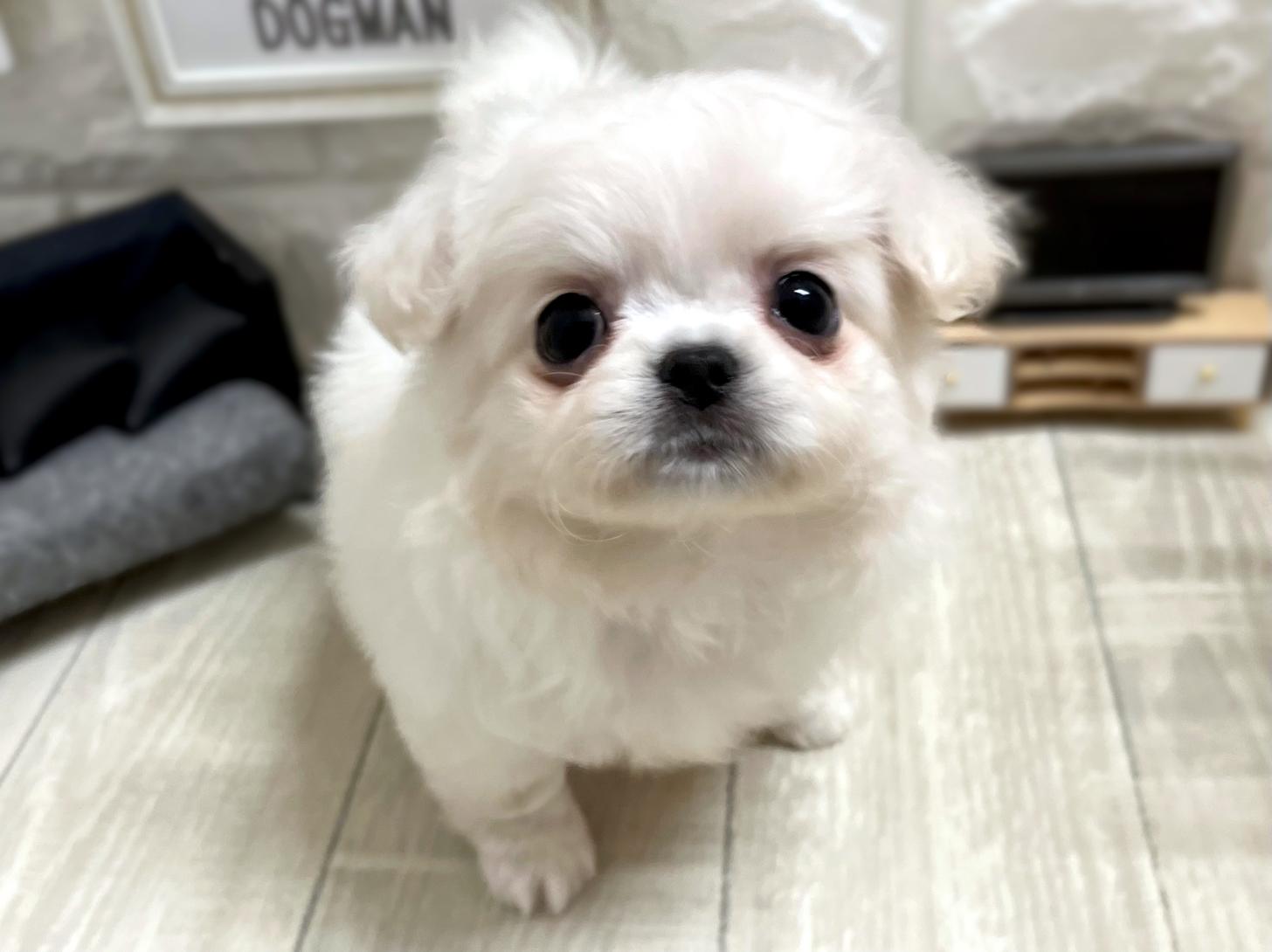 大阪府のチワペキ/ペキチー/ペキチワ(チワワ×ペキニーズ) (DOGMAN平野瓜破店/2025年11月8日生まれ/女の子/クリーム)の子犬の2枚目の画像