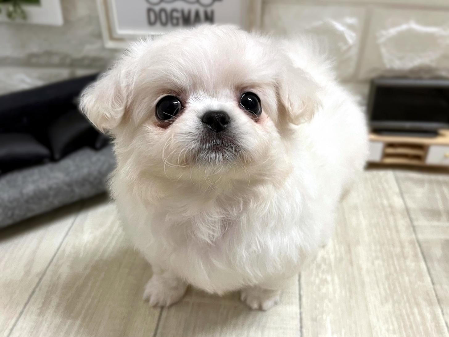 大阪府のチワペキ/ペキチー/ペキチワ(チワワ×ペキニーズ) (DOGMAN平野瓜破店/2025年11月8日生まれ/女の子/クリーム)の子犬の3枚目の画像