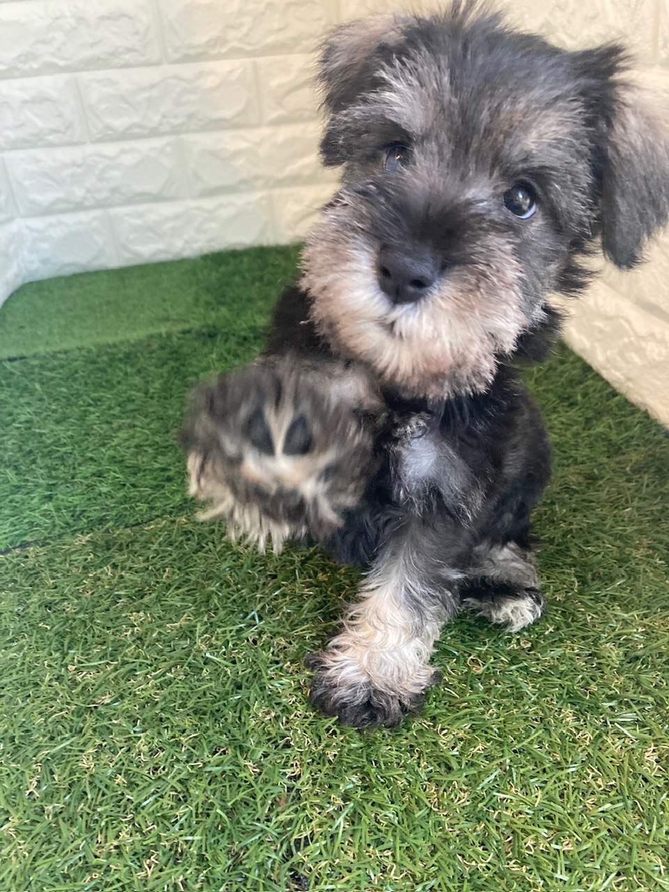 東京都のミニチュアシュナウザー (ペットショップcoco東京港区店/2025年9月30日生まれ/男の子/ソルトペッパー)の子犬